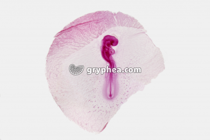 Embryon Poulet 48 h in toto x1,5 - gryphea.com